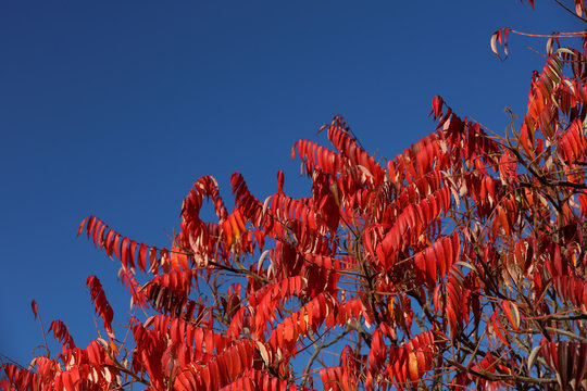 Essigbaum mit roten Bl&auml;ttern