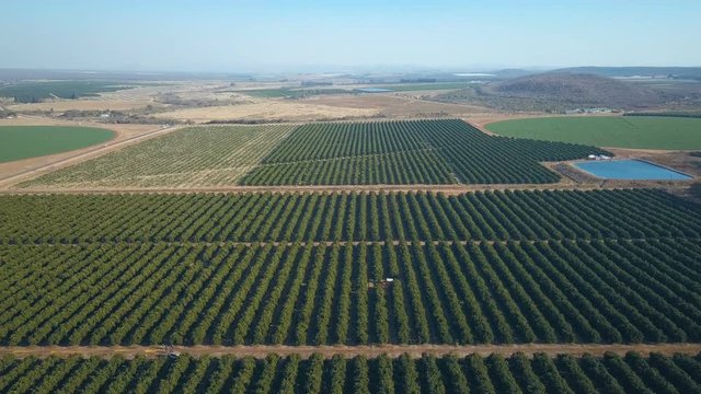 Flying high over rows of orange trees in neatly organized plantation