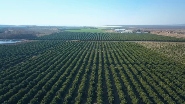 Flying over neat rows of cirtus trees in commercial plantation in South Africa