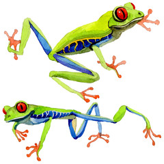 Exotic frog red-eyed in a watercolor style isolated. Full name of the amphibian: frog red-eyed. Aquarelle exotic amphibian for background, texture, wrapper pattern or tattoo.