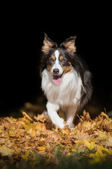 Fototapeta premium Border Collie im Herbst