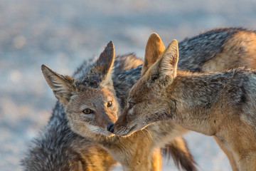 Fototapeta premium Portrait of two black-backed jackal touching noses (Canis mesomelas), Etosha National Park, Namibia