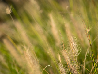 Grass and ears, close-up