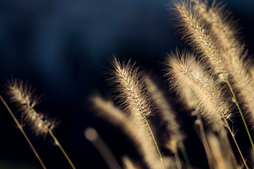 Obraz premium Grass and ears, close-up