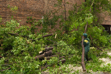 worker disassembles the effects of a hurricane. worker sawing trees fallen from the wind