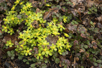Hacquetia epipactis