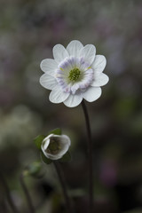 Hepatica nobilis var. japonica 624