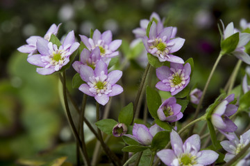 Hepatica nobilis var. japonica 449