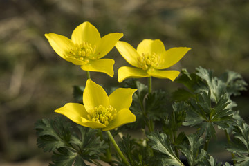 Anemone eranthoides