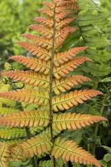 Dryopteris lepidopoda
