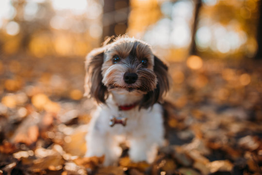 Cute dog in the autumn leaf. biewer yorkshire terrie