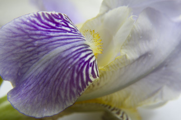 Delicate iris petals close up