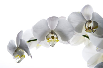 orquídea blanca aislada