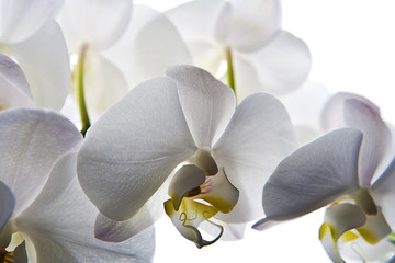 orqu&iacute;dea blanca aislada