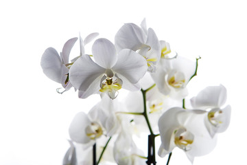 Naklejka na ściany i meble orquídea blanca aislada