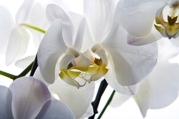 Fototapeta na wymiar orquídea blanca aislada