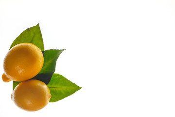 Fresh lemon on citrus leaves. Isolated, white background. A place for a label. The view from the top.