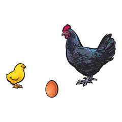 vector chicken hen brown egg, yellow chick dark blue chicken sketch set isolated. Illustration on a white background