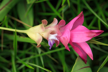 Fototapeta premium Beautiful wild siam tulips blooming in the jungle at Sai Thong National Park, Chaiyaphum, Thailand