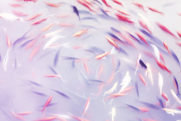 Abstract artistic background made of motion blur fish swimming in a pond, color toning applied.
