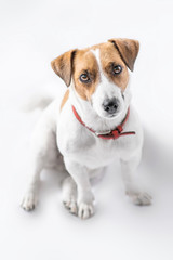 A close up portrait of a charming adorable small dog Jack Russell Terrier sitting and looking into camera with curiosity on white background