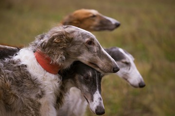 Portrait of Greyhound Dogs