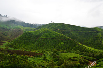 Teeplantage in Malaysia - 177107998