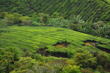 Teeplantage in Malaysia - 177108116