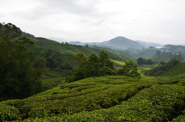Teeplantage in Malaysia - 177108163