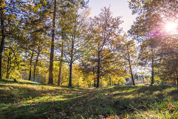 Fototapeta premium Waldrand im Herbst