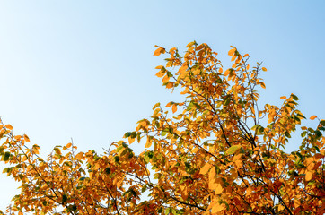 Beautiful and bright autumnal trees