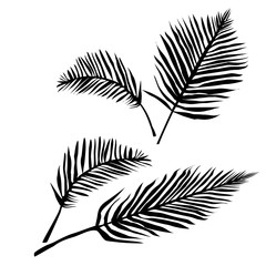 palm, tropical, leaf, illustration