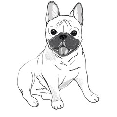 bulldog, illustration, animal, dog