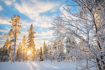 Snowy landscape at sunset, frozen trees in winter in Saariselka, Lapland, Finland