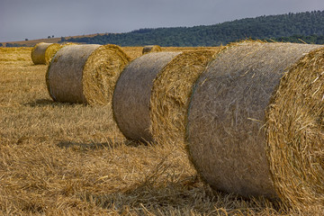 Big hay bales on the field after harvest