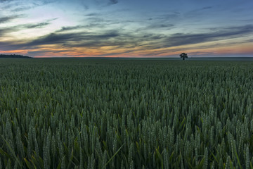 Obraz premium Alone tree on green wheat meadow at sunset