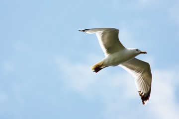 Fototapeta premium Seagull flying on sky