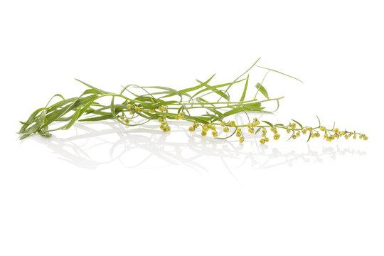 Estragon herb. Artemisia dracunculus.