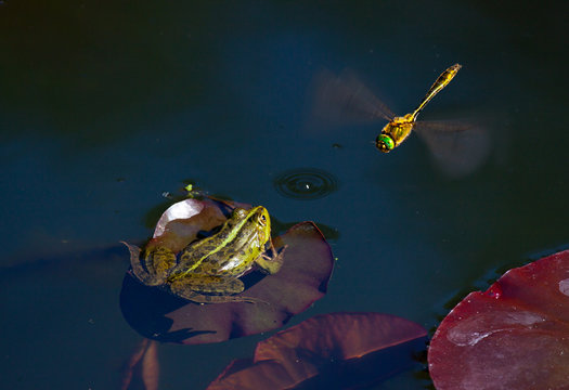 frog hunting for dragonfly. Wildlife nature photography