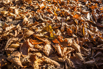 Laub - Buchenblätter - Hintergrund