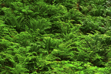 a picture of an Pacific Northwest forest with Sword ferns