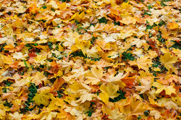 Plenty of colorful leaves on the grass in the park. Beautiful autumn view