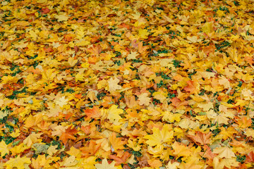 Plenty of colorful leaves on the grass in the park. Beautiful autumn view