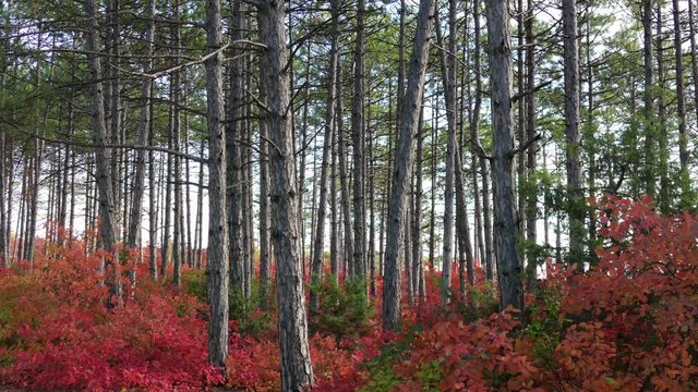 Green pine forests and red deciduous trees / Shrubs with beautiful red leaves on background of pine trees 