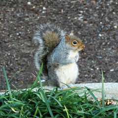squirrel