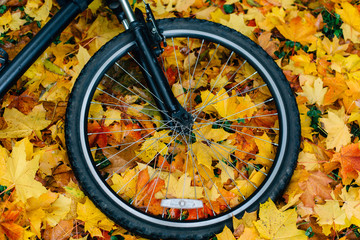 Fototapeta premium Bicycle standing on sports ground in colorful autumn park. Fall season background