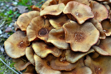 armillaria tabescens mushroom
