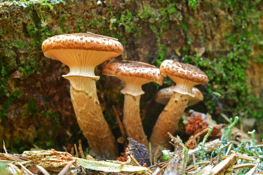 armillaria ostoyae mushroom
