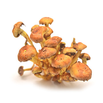hypholoma fasciculare mushroom
