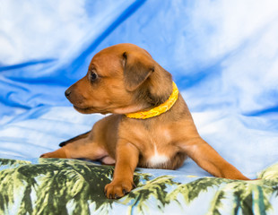 Red Miniature Pinscher puppy, 1 months old